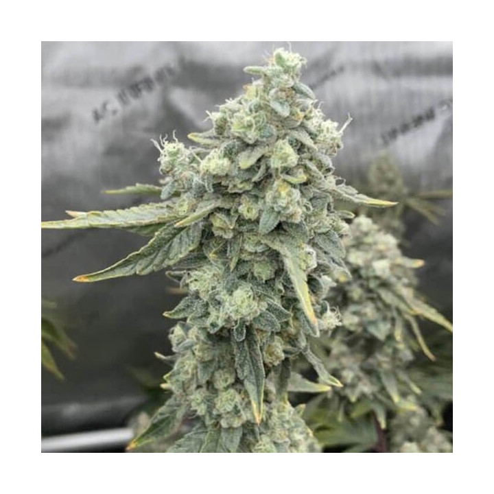 Elev8 Seeds Semillas de marihuana feminizadas Boof Boss