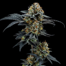 Elev8 Seeds Semillas de marihuana feminizadas Gorilla Cookies
