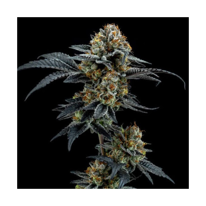 Elev8 Seeds Semillas de marihuana feminizadas Gorilla Cookies