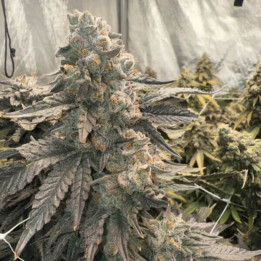Elev8 Seeds Semillas de marihuana feminizadas Johnny 4 Sccops