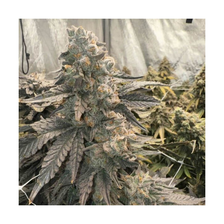Elev8 Seeds Semillas de marihuana feminizadas Johnny 4 Sccops