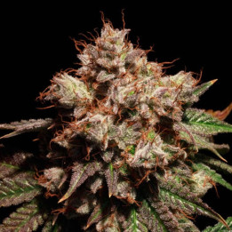 Elev8 Seeds Semillas de marihuana feminizadas Lady Lemone