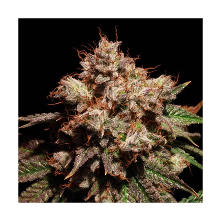 Elev8 Seeds Semillas de marihuana feminizadas Lady Lemone