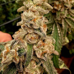 Elev8 Seeds Semillas de marihuana feminizadas Patinum Capone