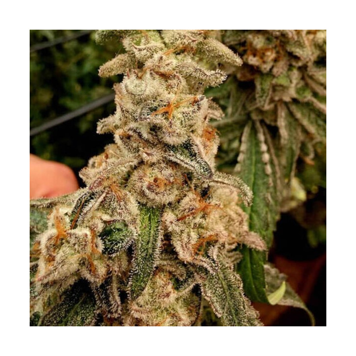 Elev8 Seeds Semillas de marihuana feminizadas Patinum Capone