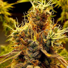 Elev8 Seeds Semillas de marihuana feminizadas Scat Queen