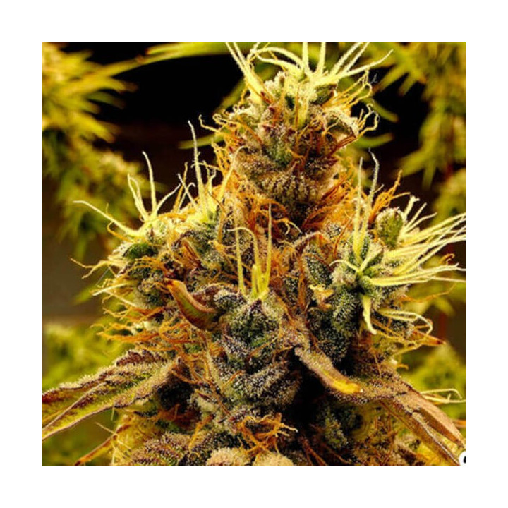 Elev8 Seeds Semillas de marihuana feminizadas Scat Queen