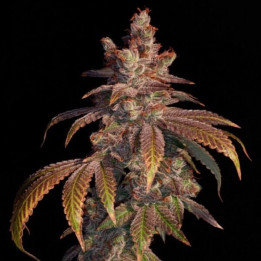 Elev8 Seeds Semillas de marihuana feminizadas Strawberry Gambino