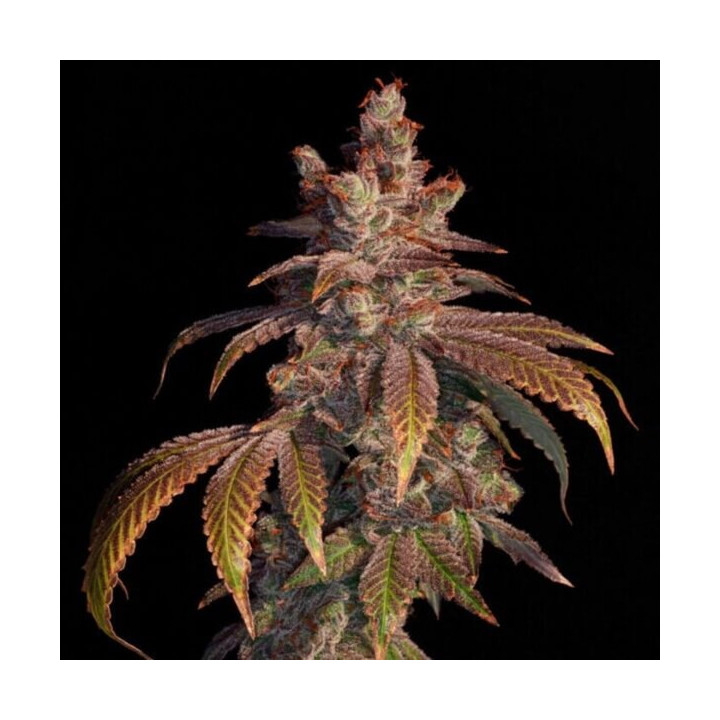 Elev8 Seeds Semillas de marihuana feminizadas Strawberry Gambino