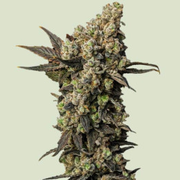 Royal Queen Seeds Semillas de marihuana feminizadas Astro Lemonade F1