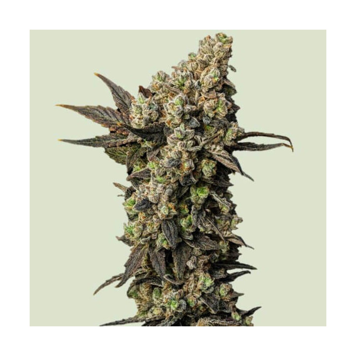 Royal Queen Seeds Semillas de marihuana feminizadas Astro Lemonade F1