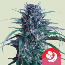 Royal Queen Seeds Semillas de marihuana feminizadas Banana Brawler