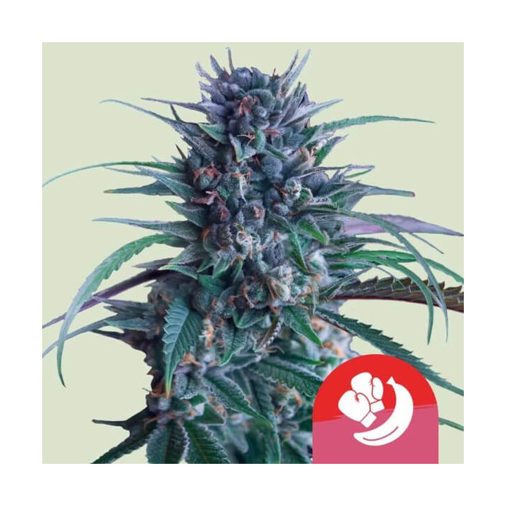 Royal Queen Seeds Semillas de marihuana feminizadas Banana Brawler