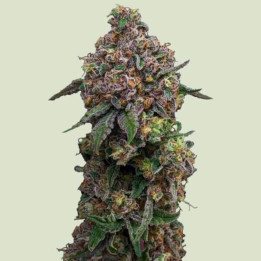 Royal Queen Seeds Semillas de marihuana feminizadas Cosmic Cheddar F1