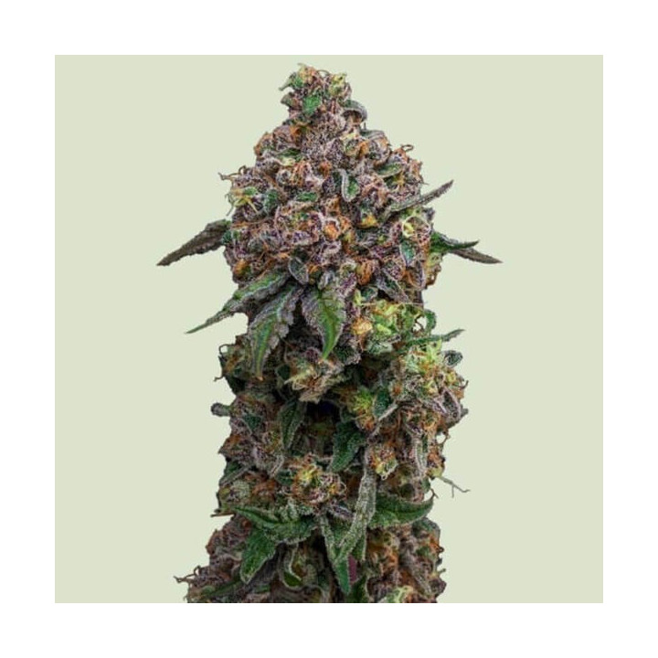 Royal Queen Seeds Semillas de marihuana feminizadas Cosmic Cheddar F1