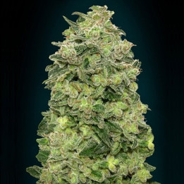 Auto Afghan Skunk (Advanced Seeds)
