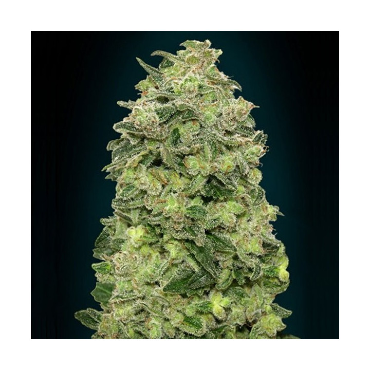 Auto Afghan Skunk (Advanced Seeds)