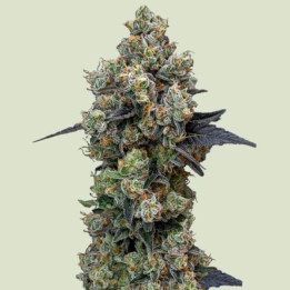 Royal Queen Seeds Semillas de marihuana feminizadas Orbita Banana F1