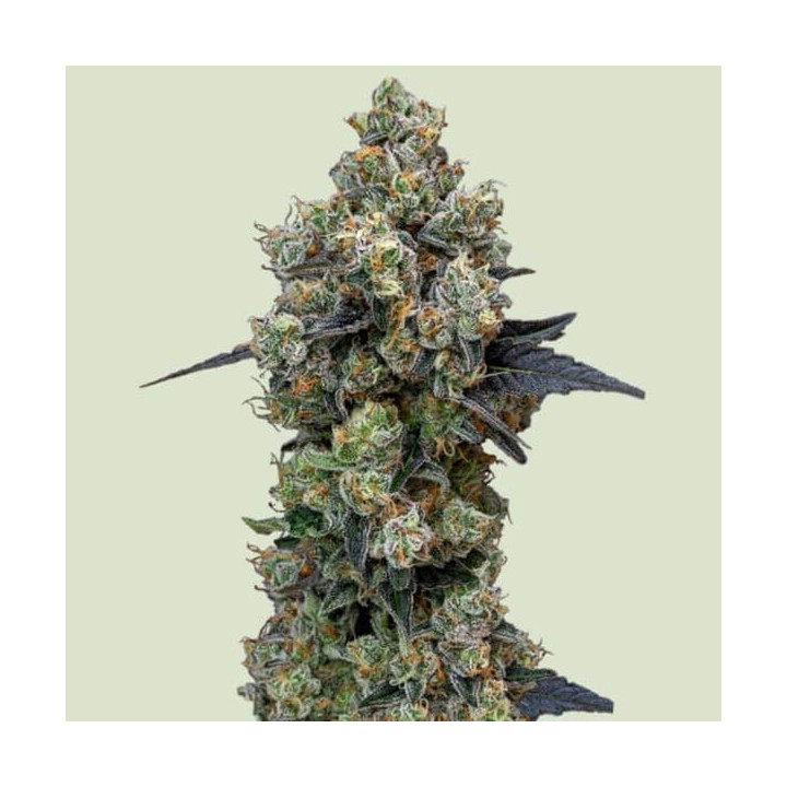 Royal Queen Seeds Semillas de marihuana feminizadas Orbita Banana F1