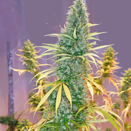 Mr Nice Semillas de marihuana regulares Holy Grail