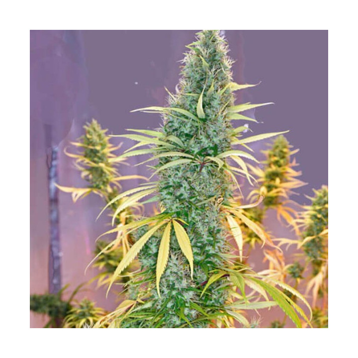 Mr Nice Semillas de marihuana regulares Holy Grail