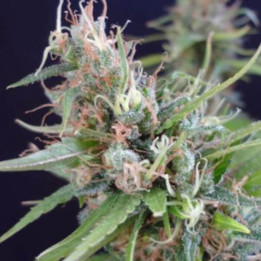 Mr Nice Semillas de marihuana regulares Grail Widow