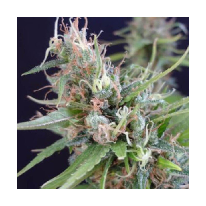 Mr Nice Semillas de marihuana regulares Grail Widow