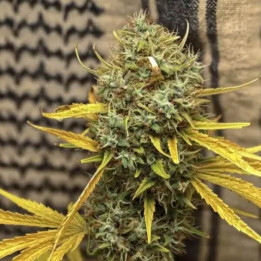 Mr Nice Semillas de marihuana regulares Widow ac or Waco