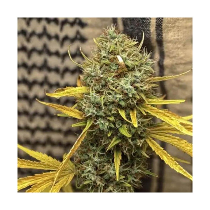 Mr Nice Semillas de marihuana regulares Widow ac or Waco