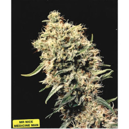 Mr Nice Semillas de marihuana regulares Medicine Man