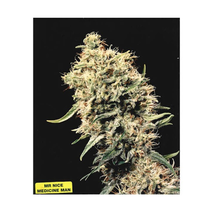 Mr Nice Semillas de marihuana regulares Medicine Man