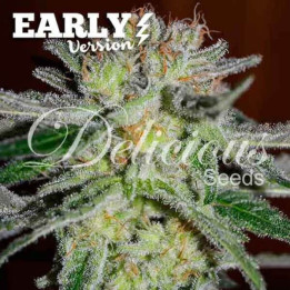 Delicious Seeds Semillas de marihuana feminizadas Northern Light Blue Early Version