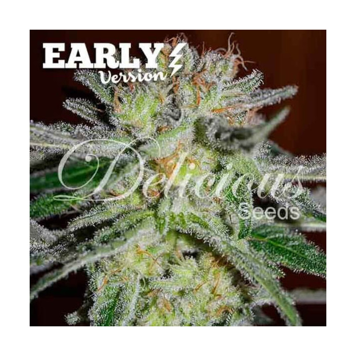 Delicious Seeds Semillas de marihuana feminizadas Northern Light Blue Early Version