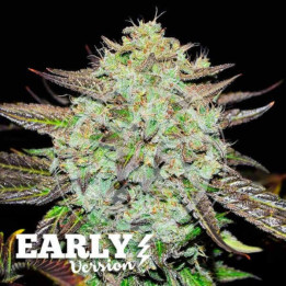 Delicious Seeds Semillas de marihuana feminizadas Purple Mango Kush Early Version