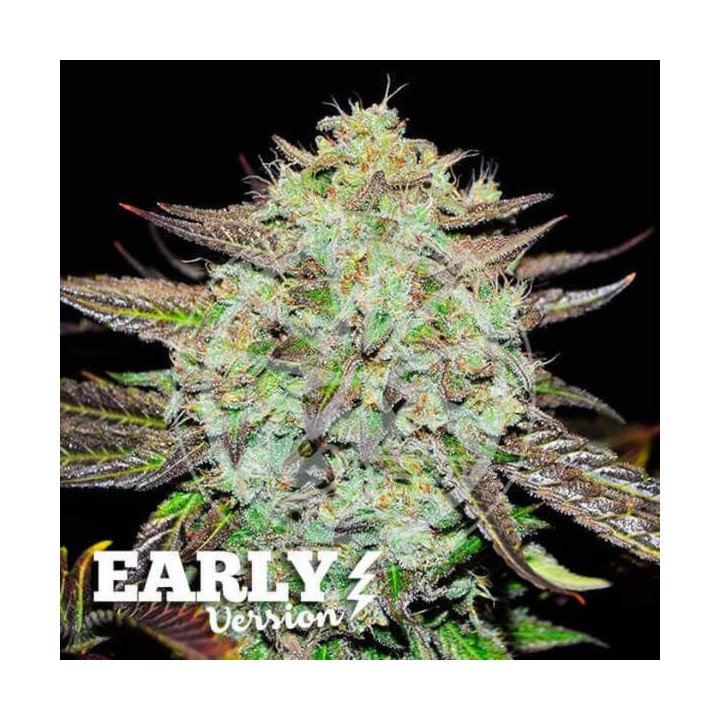 Delicious Seeds Semillas de marihuana feminizadas Purple Mango Kush Early Version
