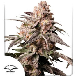 Dutch Passion Semillas de marihuana feminizadas Slush Mint Cake