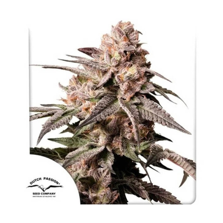 Dutch Passion Semillas de marihuana feminizadas Slush Mint Cake