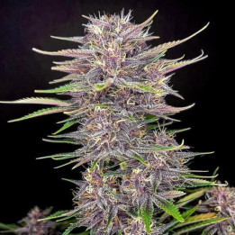 Fastbuds Seeds Semillas de marihuana autoflorecientes Banana Purple Punch RF3 Auto