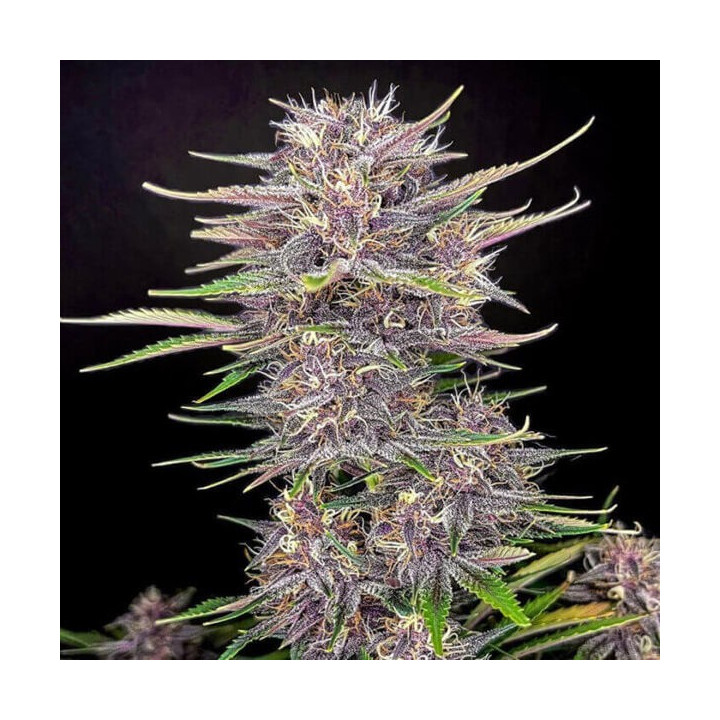 Fastbuds Seeds Semillas de marihuana autoflorecientes Banana Purple Punch RF3 Auto