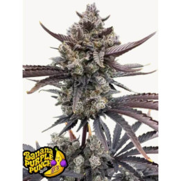 Fastbuds Seeds Semillas de marihuana autoflorecientes Cherry Cola Auto RF3 Auto