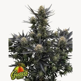 Fastbuds Seeds Semillas de marihuana autoflorecientes Guava RF3 Auto