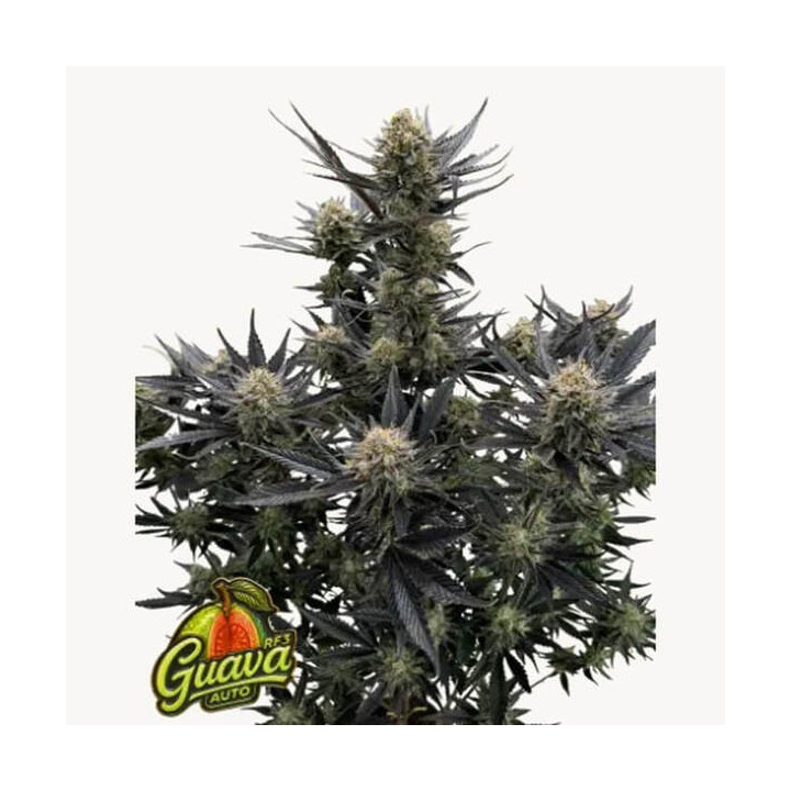 Fastbuds Seeds Semillas de marihuana autoflorecientes Guava RF3 Auto