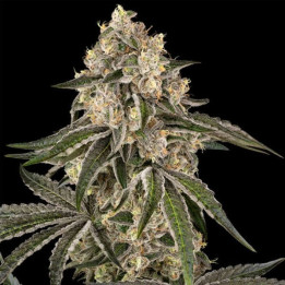 Sensi Seeds Semillas de marihuana feminizadas Sunset Peach