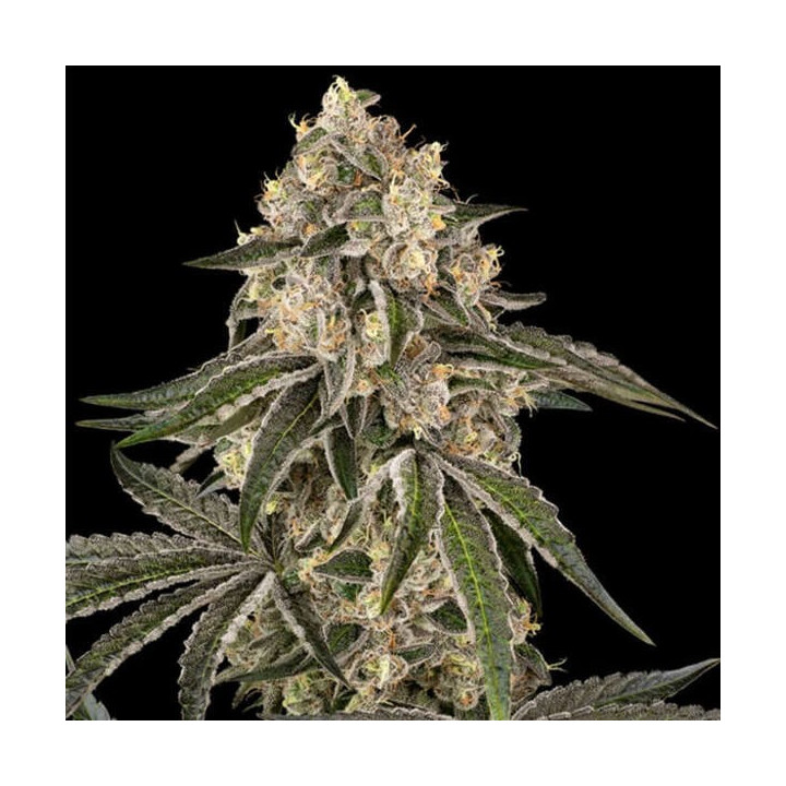 Sensi Seeds Semillas de marihuana feminizadas Sunset Peach