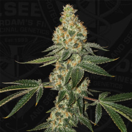 T.H Seeds Semillas de marihuana feminizadas Green Candy Apple