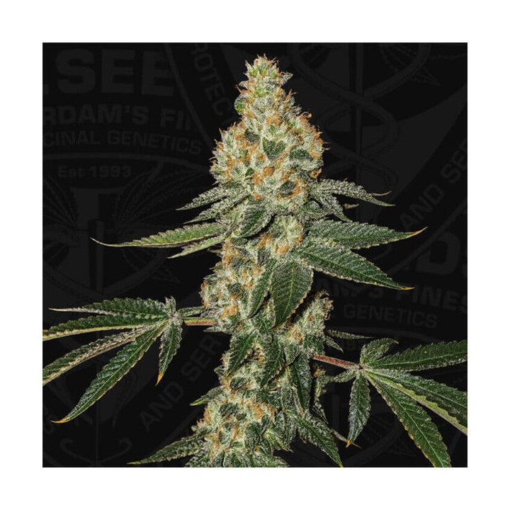 T.H Seeds Semillas de marihuana feminizadas Green Candy Apple