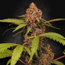 Paradise Seeds Semillas de marihuana autoflorecientes Banana Purple Auto