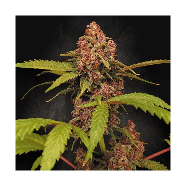 Paradise Seeds Semillas de marihuana autoflorecientes Banana Purple Auto