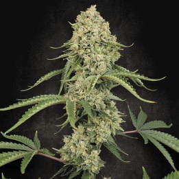Paradise Seeds Semillas de marihuana feminizadas Tropical Fruit Cake