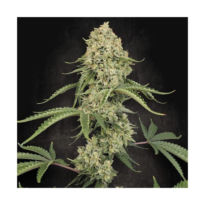 Paradise Seeds Semillas de marihuana feminizadas Tropical Fruit Cake
